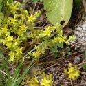 Bulgaria Naturetrek 2011