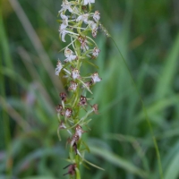 Bulgaria Naturetrek 2011