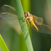 Bulgaria Naturetrek 2011