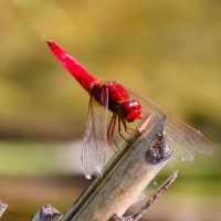 Bulgaria Naturetrek 20112