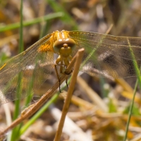 Bulgaria Naturetrek 2011