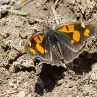 Bulgaria Naturetrek 20111