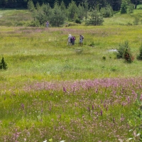 Bulgaria Naturetrek 2011