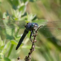 Bulgaria Naturetrek 2011