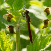 Bulgaria Naturetrek 2011