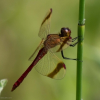 Bulgaria Naturetrek 20119