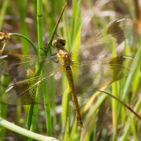 Bulgaria Naturetrek 2011