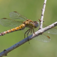 Bulgaria Naturetrek 2011