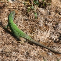 Bulgaria Naturetrek 2011