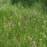 Bulgaria Naturetrek 2011