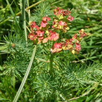 Bulgaria Naturetrek 2011