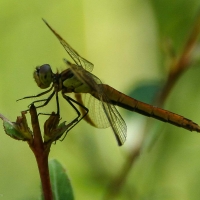 Bulgaria Naturetrek 2011