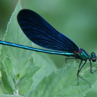 Bulgaria Naturetrek 2011