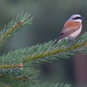 Bulgaria Naturetrek 2011