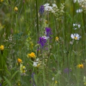 Bulgaria Naturetrek 2011