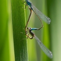 Bulgaria Naturetrek 2011