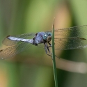 Bulgaria Naturetrek 2011