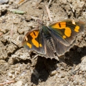 Bulgaria Naturetrek 20111