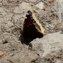 Bulgaria Naturetrek 2011