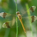 Bulgaria Naturetrek 2011