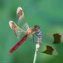 Bulgaria Naturetrek 2011