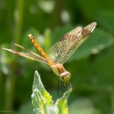 Bulgaria Naturetrek 2011