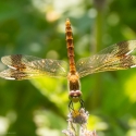 Bulgaria Naturetrek 2011