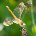 Bulgaria Naturetrek 2011