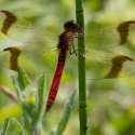 Bulgaria Naturetrek 2011