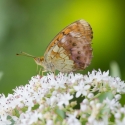 Bulgaria Naturetrek 2011