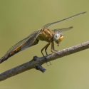 Bulgaria Naturetrek 2011