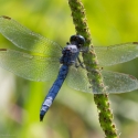 Bulgaria Naturetrek 2011