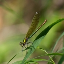 Bulgaria Naturetrek 2011