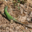 Bulgaria Naturetrek 2011