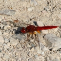 Bulgaria Naturetrek 2011