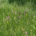 Bulgaria Naturetrek 2011