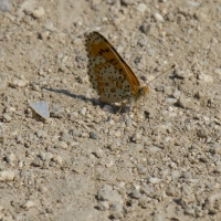 Bulgaria Naturetrek 2011