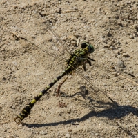 Bulgaria Naturetrek 2011