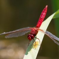 Bulgaria Naturetrek 2011