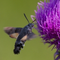 Bulgaria Naturetrek 2011