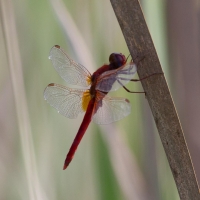 Bulgaria Naturetrek 2011