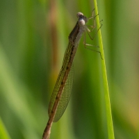 Bulgaria Naturetrek 2011