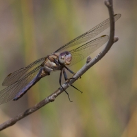 Bulgaria Naturetrek 2011