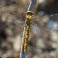 Bulgaria Naturetrek 2011