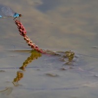 Bulgaria Naturetrek 2011