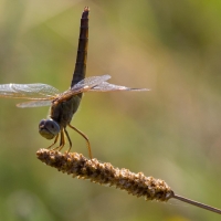 Bulgaria Naturetrek 2011