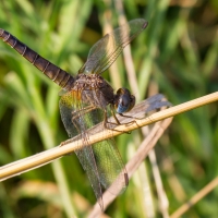 Bulgaria Naturetrek 2011