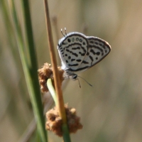 Bulgaria Naturetrek 2011