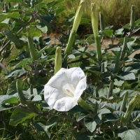 Bulgaria Naturetrek 2011