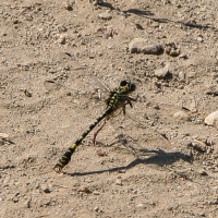 Bulgaria Naturetrek 2011